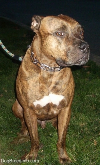 A brindle with white American Bull Staffy is sitting on grass at night with its ears back. Its head is turned to the right, but it is looking forward.